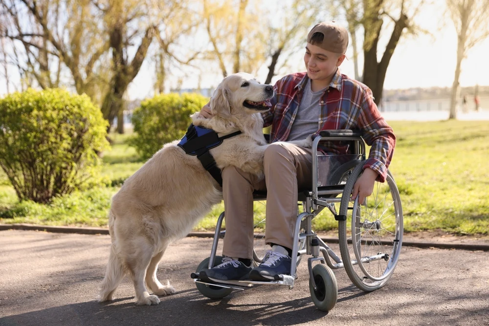 disabled boy on wheelchair with special Assistance dog
